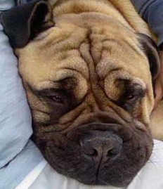 bored bull mastiff