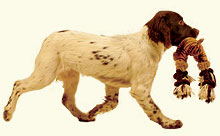 spaniel retrieving